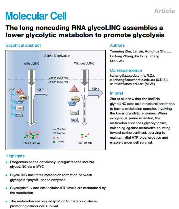 92、The long noncoding RNA glycoLINC assembles a lower glycolytic metabolon to promote glycolysis