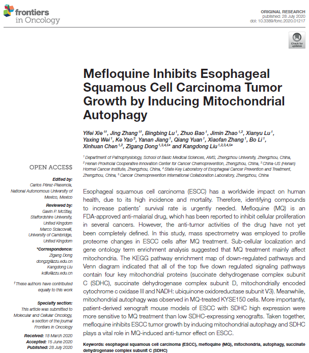 77、Mefloquine Inhibits Esophageal Squamous Cell Carcinoma Tumor Growth by Inducing Mitochondrial Autophagy