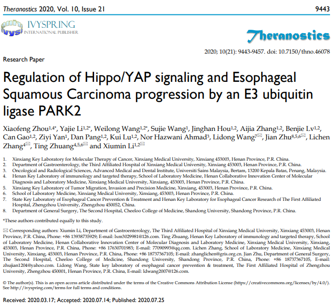 66、Regulation of Hippo/YAP signaling and Esophageal Squamous Carcinoma progression by an E3 ubiquitin ligase PARK2